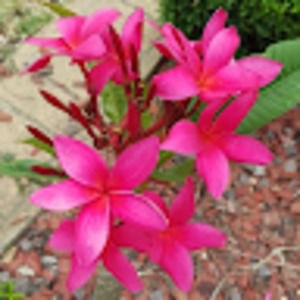 Meet your Posher, Susana